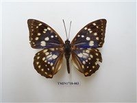 藏品(大紫蛺蝶)的圖片